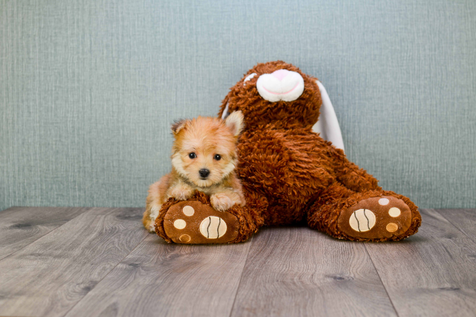 Fluffy Morkie Designer Pup