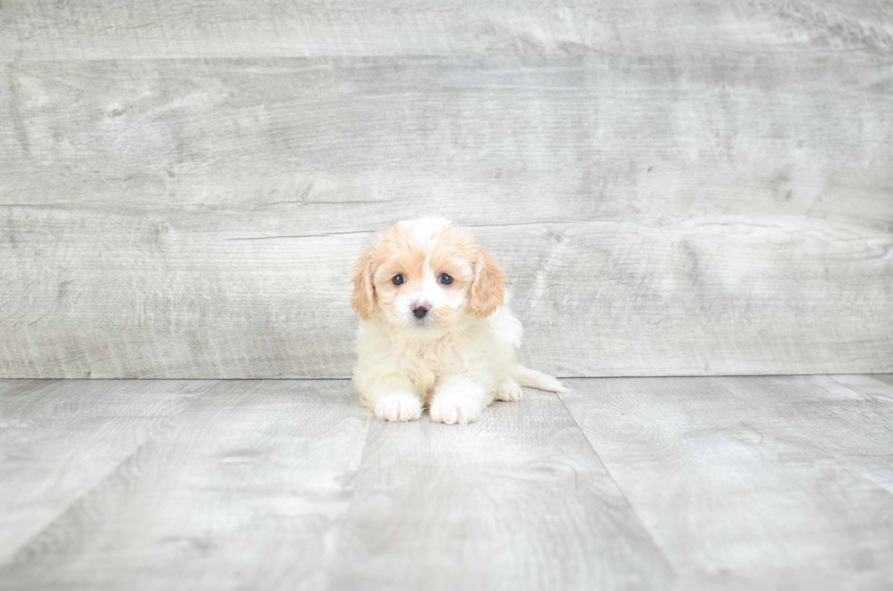 Cavachon Pup Being Cute