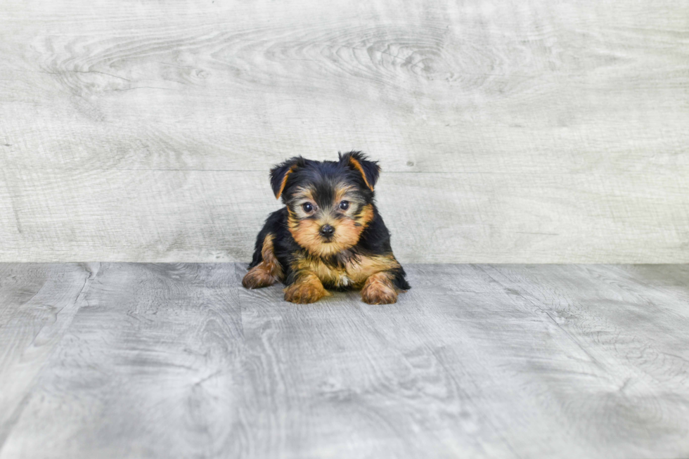 Meet Avery - our Yorkshire Terrier Puppy Photo 