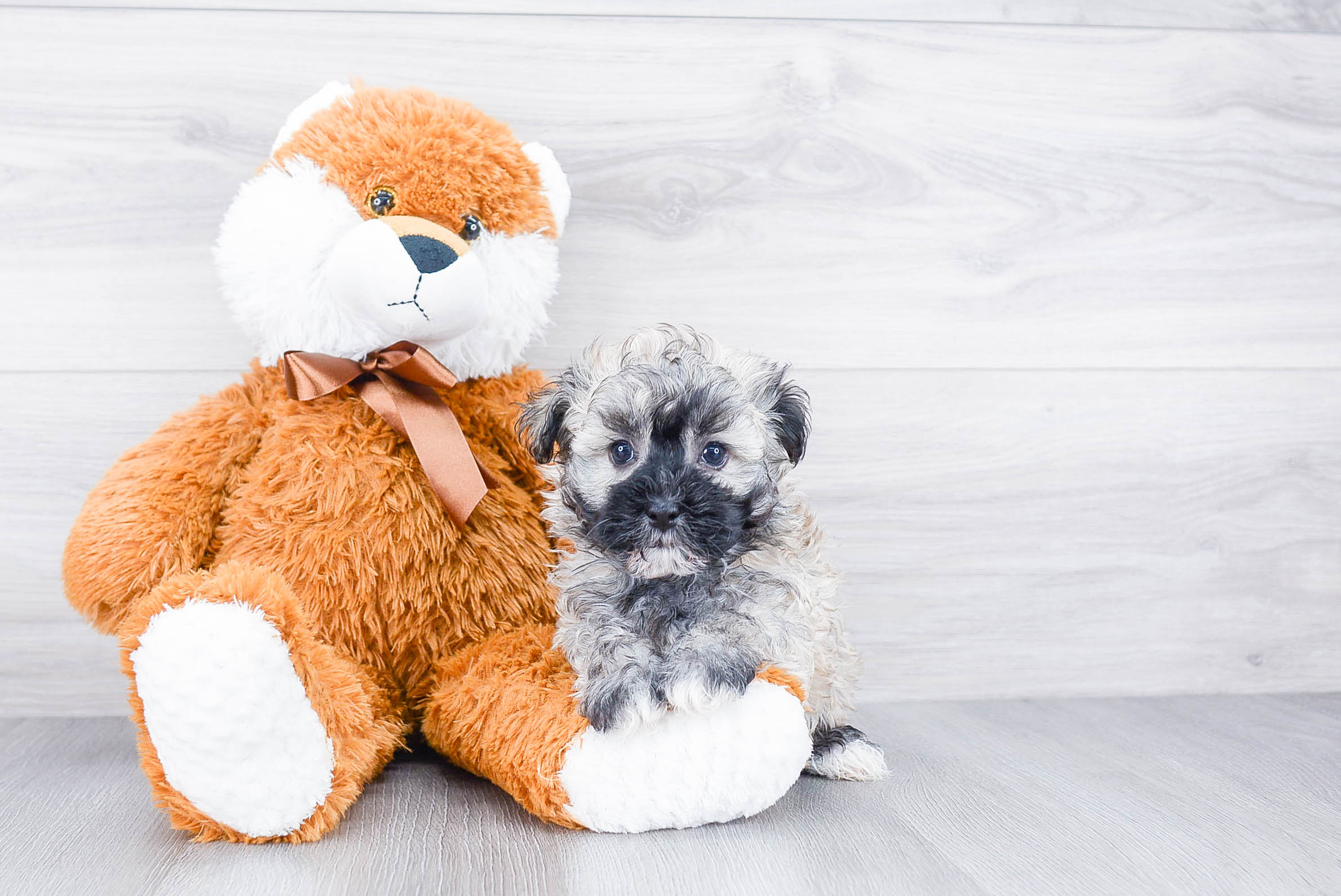 Little Havanese Baby