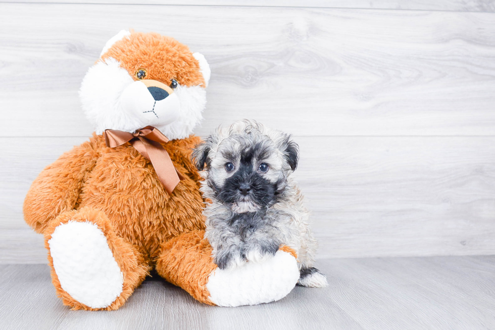 Little Havanese Baby