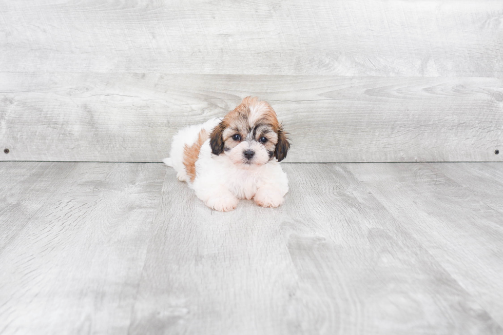 Happy Teddy Bear Baby