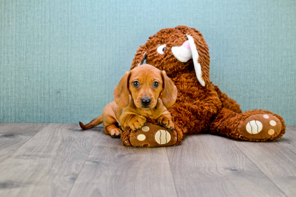 Cute Dachshund Purebred Puppy