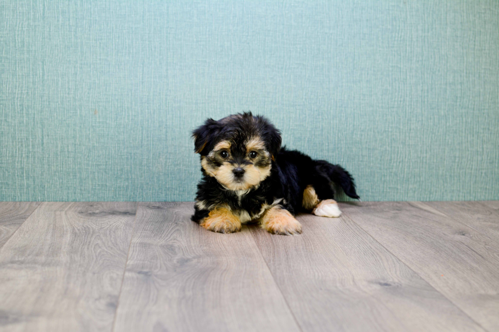 Morkie Pup Being Cute