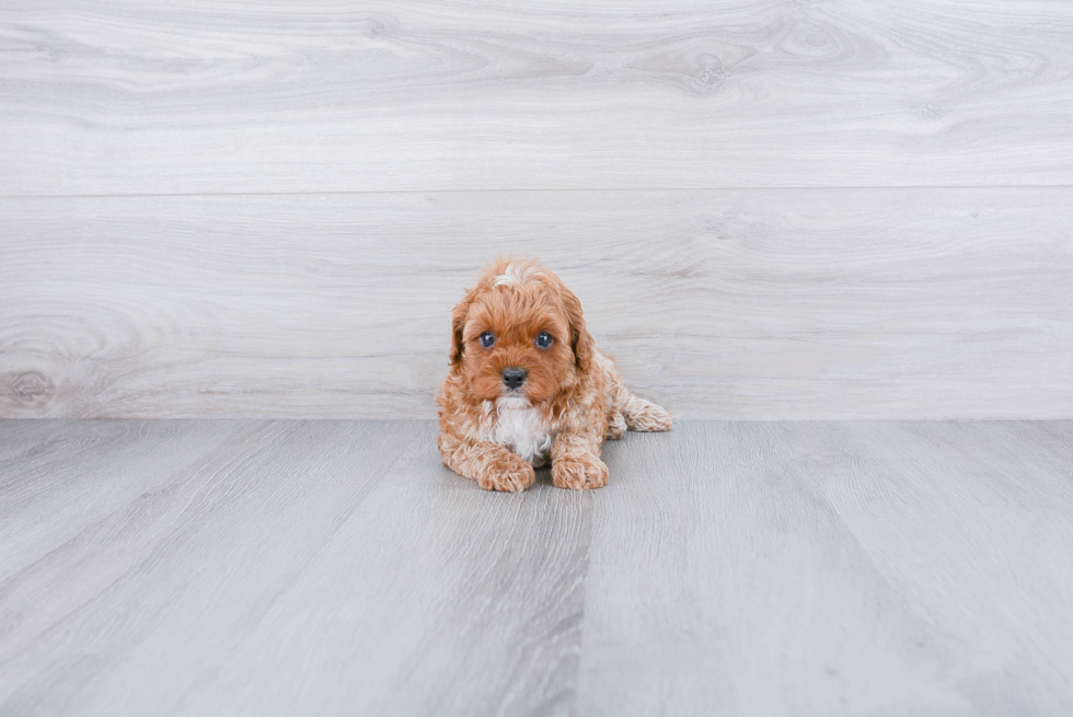 Cavapoo Pup Being Cute