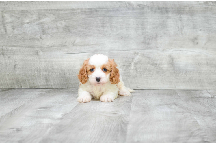 Petite Cavapoo Poodle Mix Pup