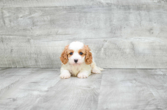 Petite Cavapoo Poodle Mix Pup