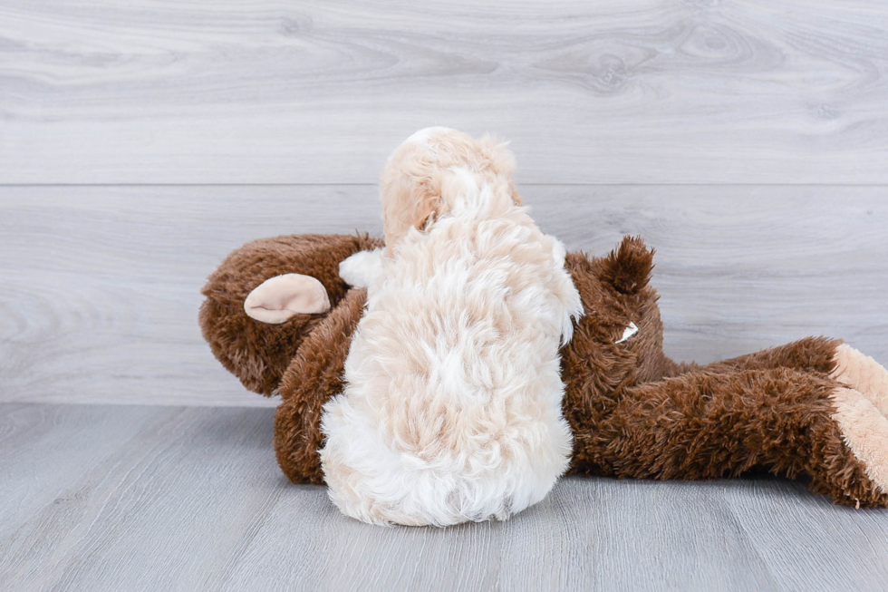 Friendly Cavachon Baby
