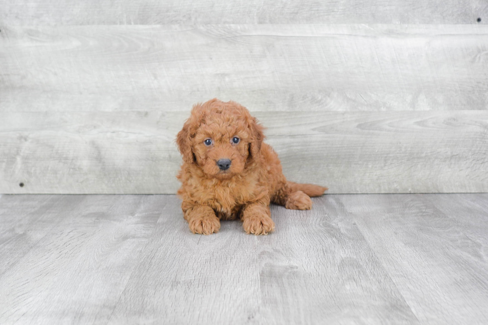 Adorable Golden Retriever Poodle Mix Puppy