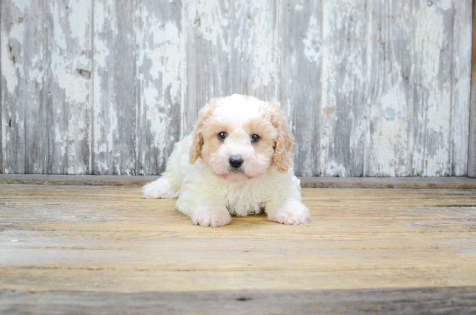 Cavachon Pup Being Cute