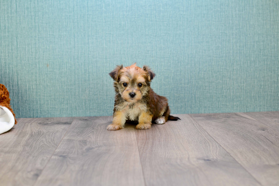 Popular Morkie Designer Pup