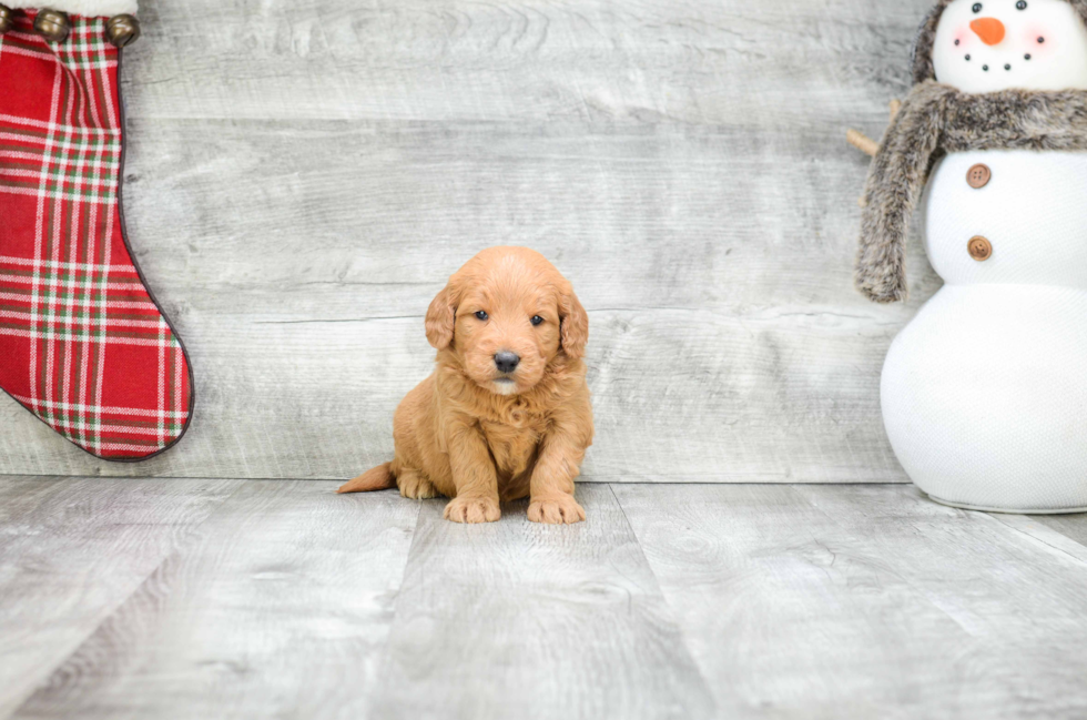 Best Mini Goldendoodle Baby