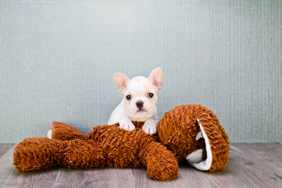 Small French Bulldog Baby