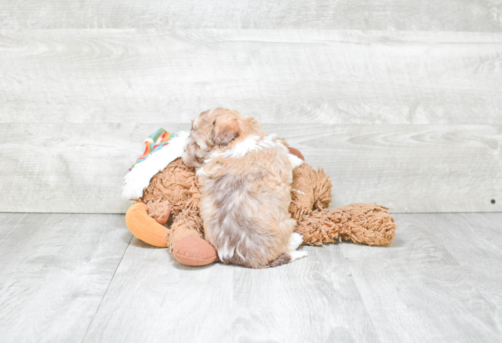 Happy Havanese Purebred Puppy