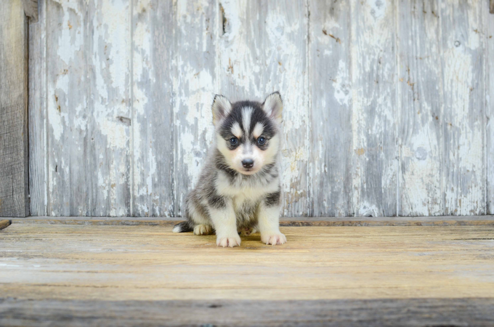 Pomsky Pup Being Cute