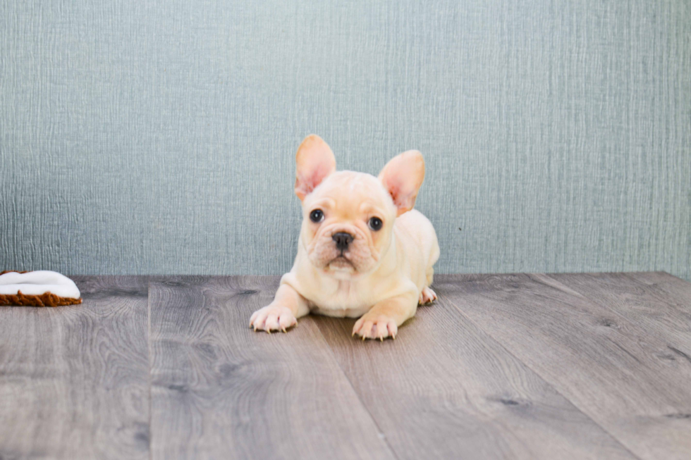 Best French Bulldog Baby