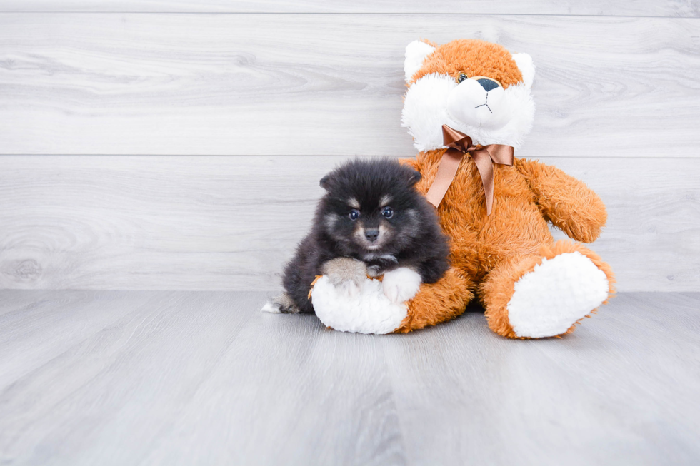 Pomeranian Puppy for Adoption