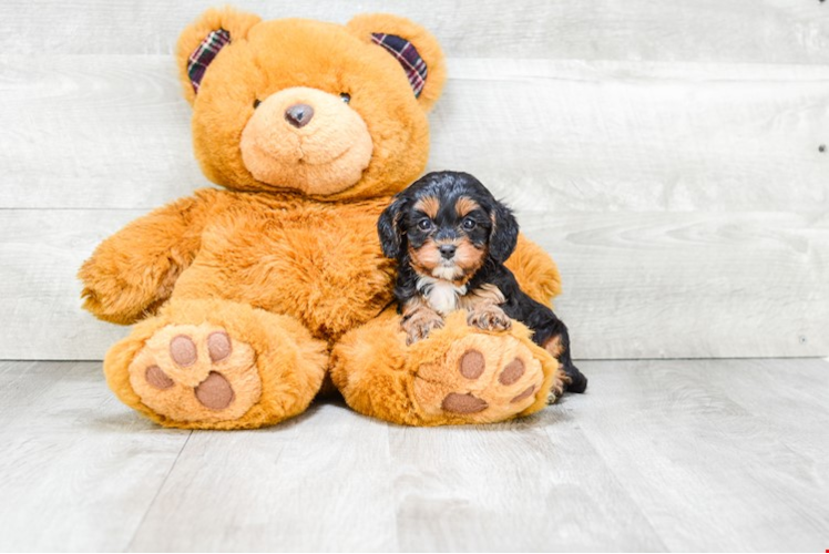 Petite Cavapoo Poodle Mix Pup