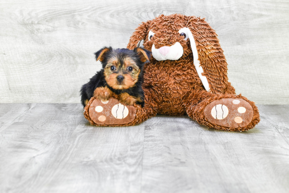 Meet Lisa - our Yorkshire Terrier Puppy Photo 