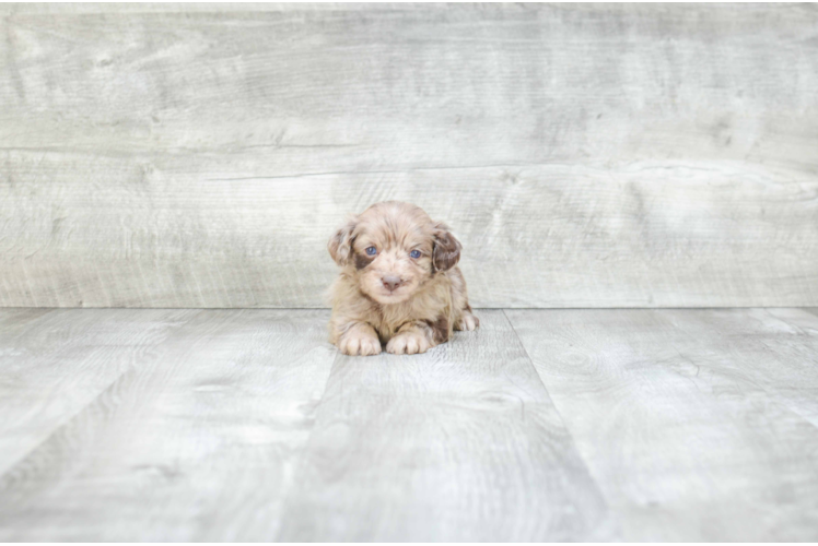 Adorable Aussiepoo Poodle Mix Puppy