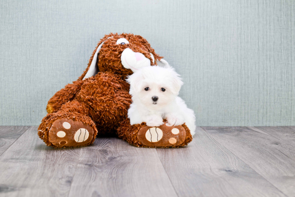 Maltese Pup Being Cute