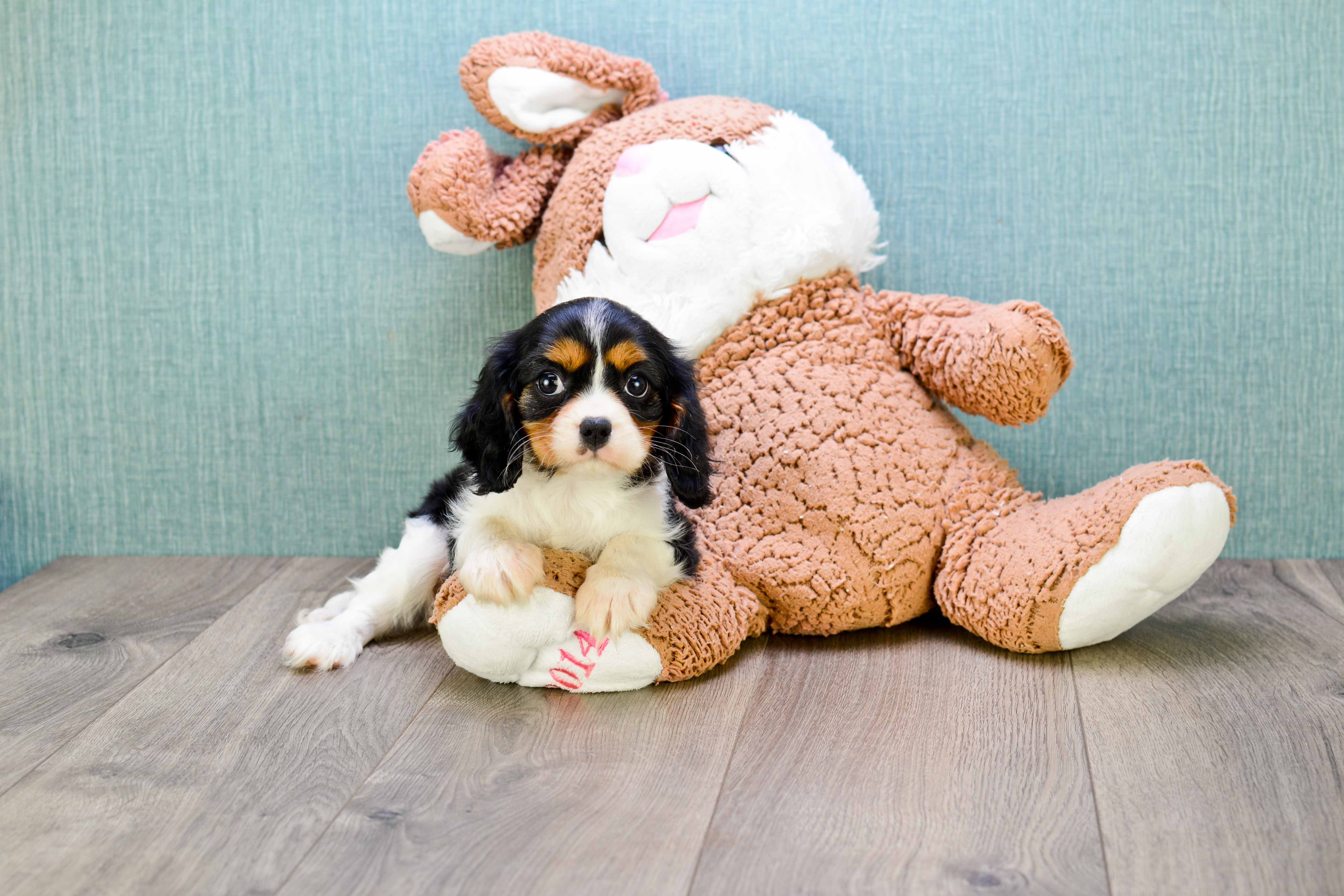 Funny Cavalier King Charles Spaniel Baby