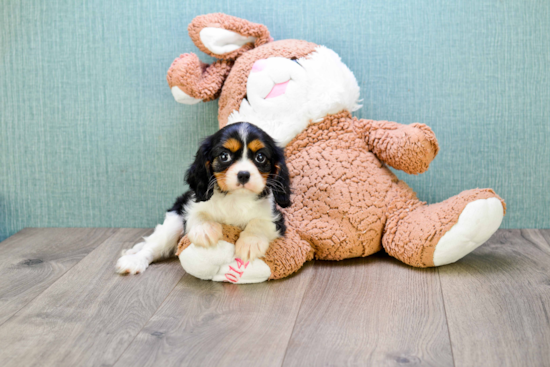 Funny Cavalier King Charles Spaniel Baby