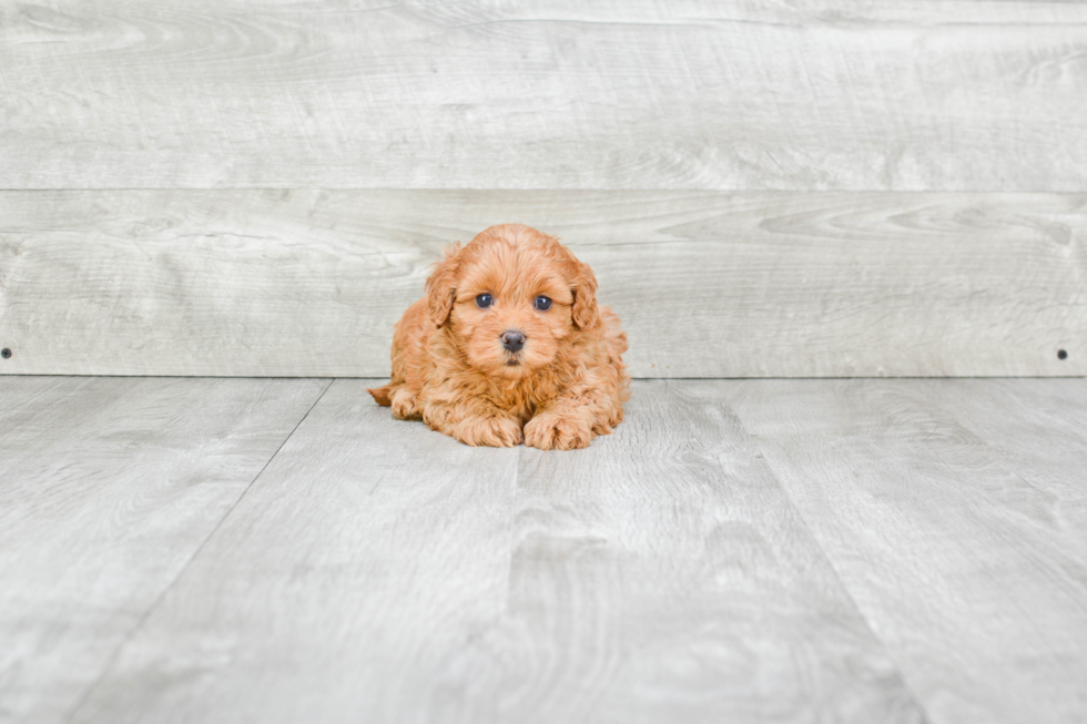 Small Cavapoo Baby