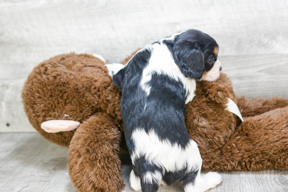 Cavalier King Charles Spaniel Pup Being Cute