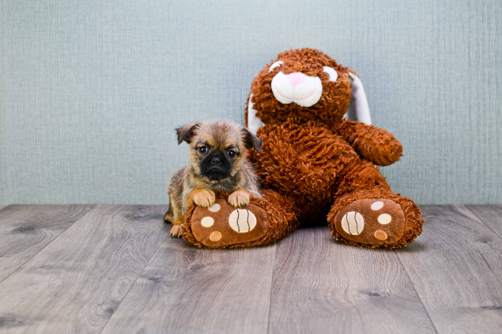 Brussels Griffon Pup Being Cute