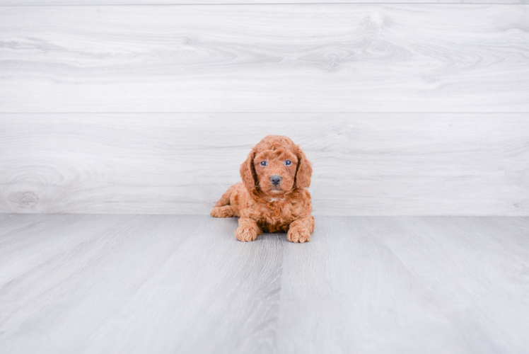 Adorable Golden Retriever Poodle Mix Puppy