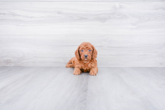 Adorable Golden Retriever Poodle Mix Puppy