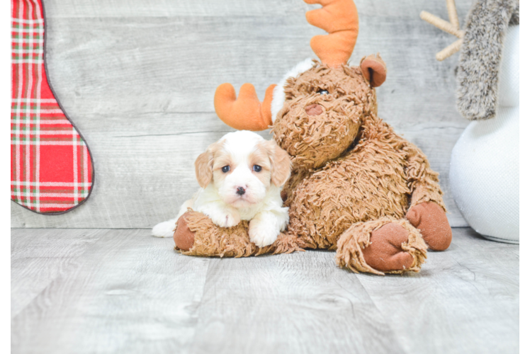 Cavachon Pup Being Cute