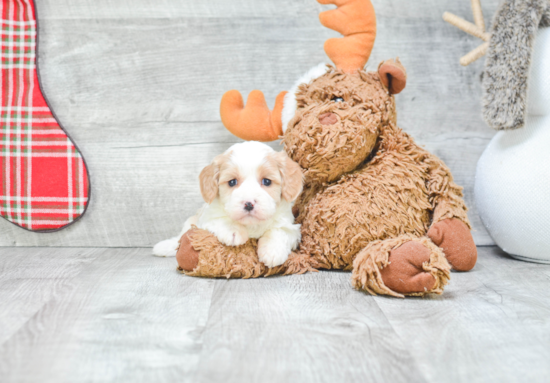 Cavachon Pup Being Cute