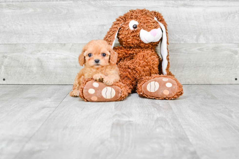 Hypoallergenic Cavoodle Poodle Mix Puppy