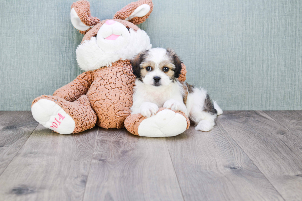 Happy Cavachon Baby