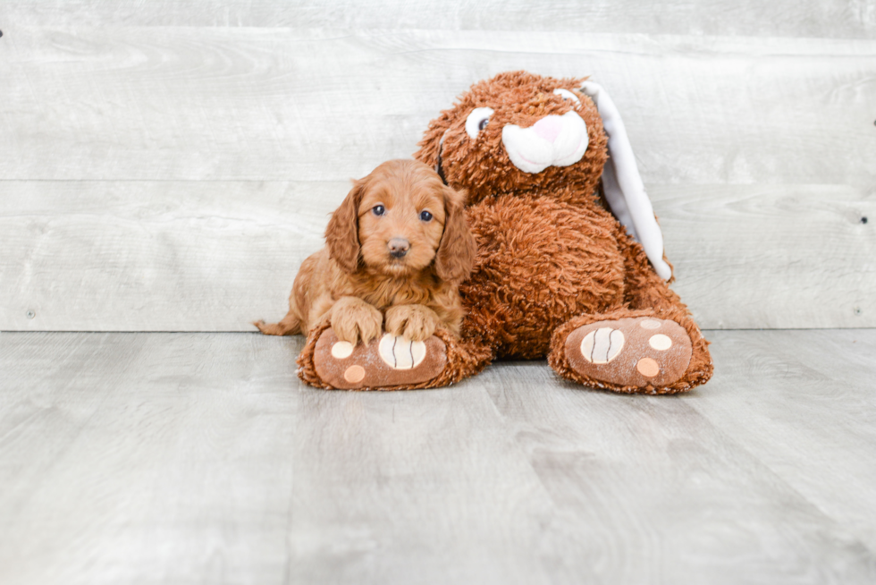 Mini Goldendoodle Puppy for Adoption