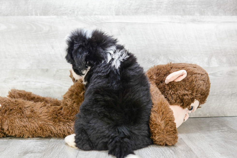 Hypoallergenic Bernadoodle Poodle Mix Puppy