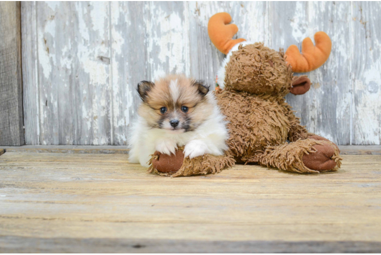 Energetic Pomeranian Purebred Puppy