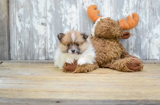 Energetic Pomeranian Purebred Puppy