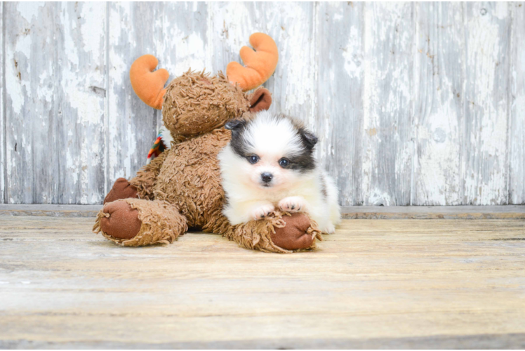 Pomeranian Pup Being Cute