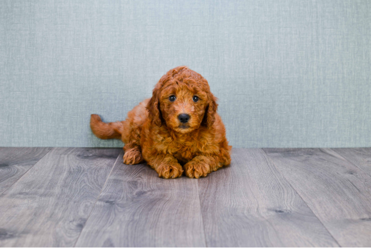 Funny Mini Goldendoodle Poodle Mix Pup