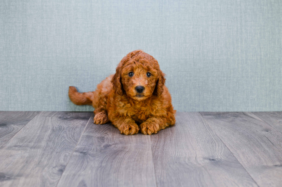 Funny Mini Goldendoodle Poodle Mix Pup