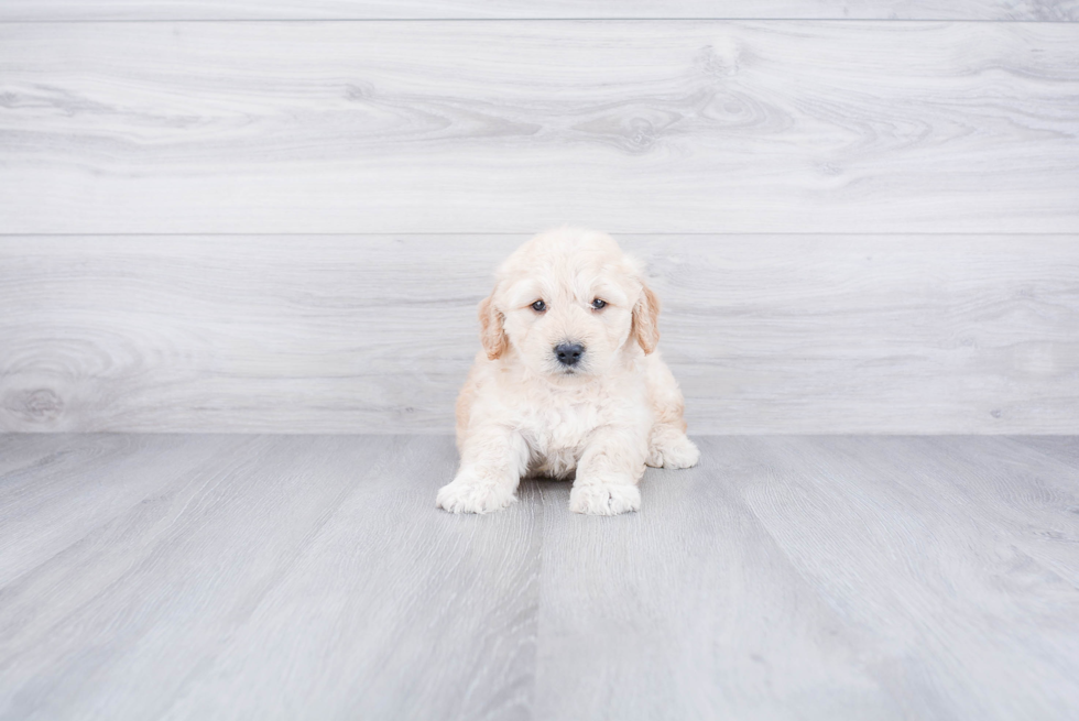 Mini Goldendoodle Pup Being Cute