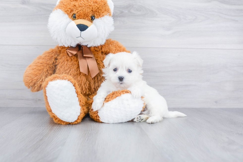 Best Havanese Baby