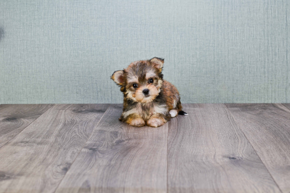 Small Morkie Baby