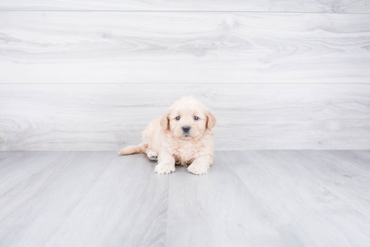 Mini Goldendoodle Pup Being Cute