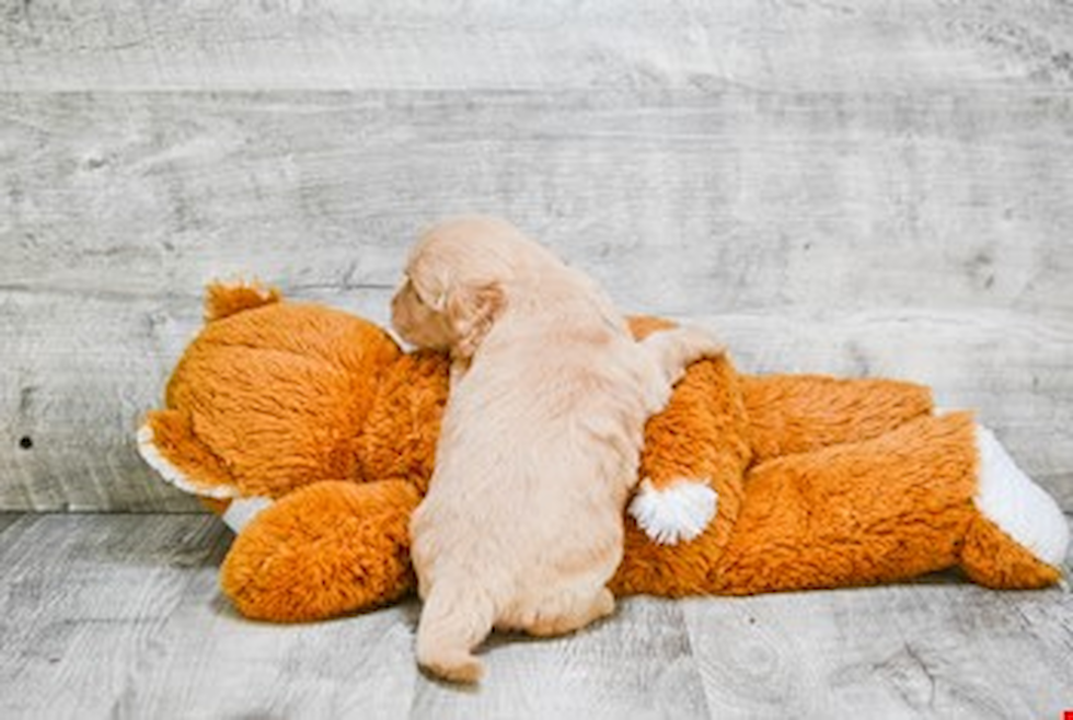 Best Mini Goldendoodle Baby