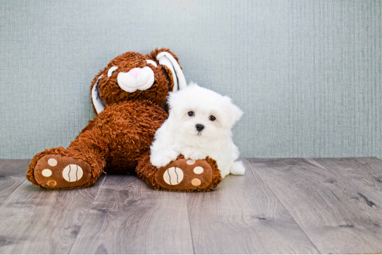 Maltese Pup Being Cute