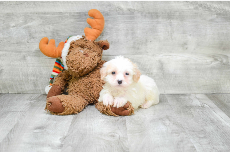 Energetic Cavalier Designer Puppy